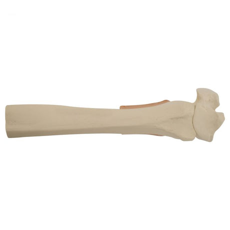 EZ-IO Training Bone (Adult Distal Tibia - with Skin Patch)